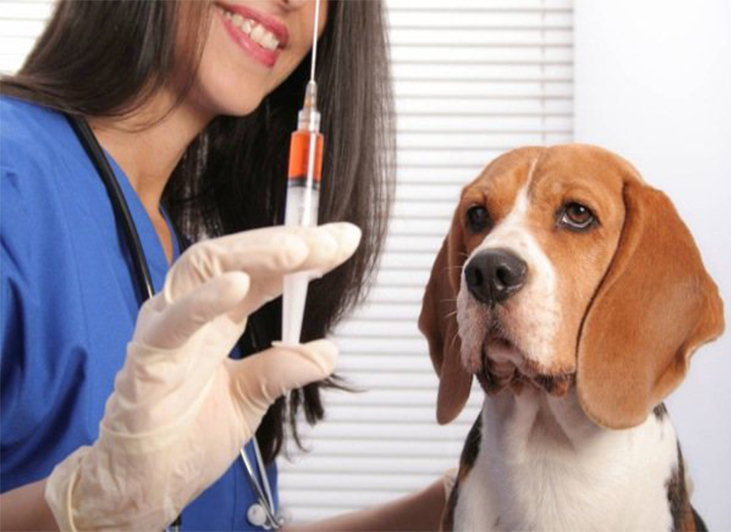 Вакцинация кошек собак