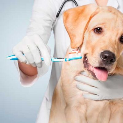 Стоматология собак и кошек